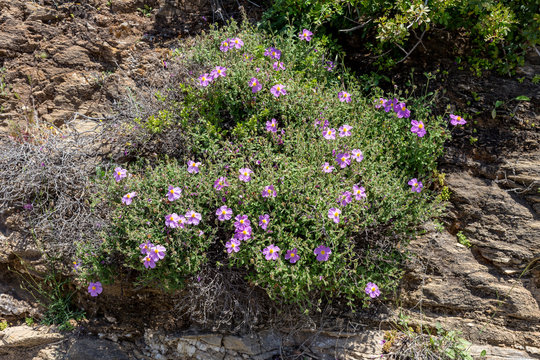 A useful shrub (Cistus creticus, Cistus incanus) grows and blooms close-up