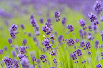 close-up violet Lavender flowers field in summer sunny day with soft focus blur background. Furano, Hokkaido, Japan