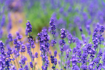 close-up violet Lavender flowers field in summer sunny day with soft focus blur background. Furano, Hokkaido, Japan