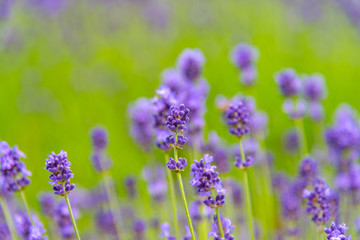 close-up violet Lavender flowers field in summer sunny day with soft focus blur background. Furano, Hokkaido, Japan