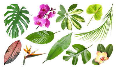 Set of fresh tropical leaves and flowers on white background