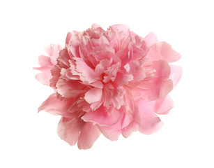 Beautiful tender peony on white background. Fragrant spring flower