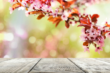 Naklejka na ściany i meble Wooden table and tree branches with tiny flowers against blurred background, space for text. Amazing spring blossom