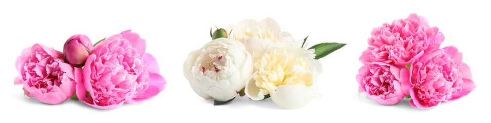 Set of beautiful peony flowers on white background