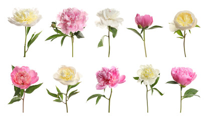 Set of beautiful peony flowers on white background