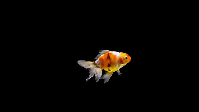 Goldfish swimming on black background