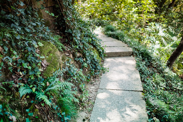 Pathway in green grass of the park