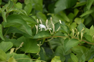 green leaves with honeysuckle 