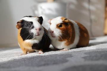 two guinea pigs on a walk