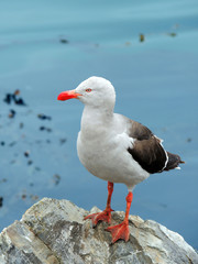 seagull on the beach