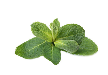 Twig of fresh mint isolated on white