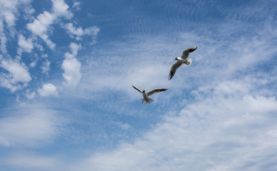 Fototapeta premium two seagulls are flying against the blue sky and clouds close up
