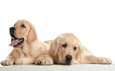 Cute yellow labrador retriever puppies isolated on white