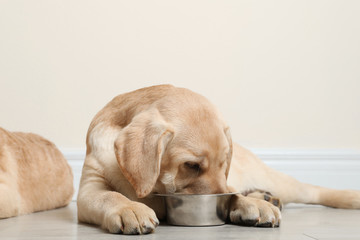 Cute yellow labrador retriever puppy eating from bowl on floor indoors. Space for text