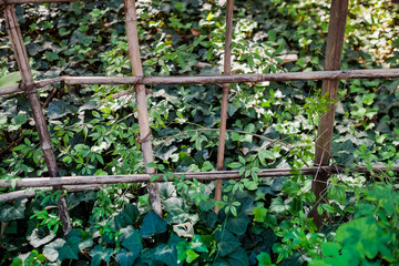 Old Bamboo fence with green grass