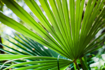 Green fresh leave of trachycarpus palm tree