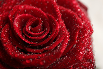 Beautiful red rose with water drops on white background, closeup
