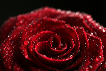 Beautiful red rose with water drops on black background, closeup