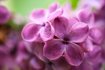 Beautiful blossoming lilac flowers on blurred background, closeup. Space for text