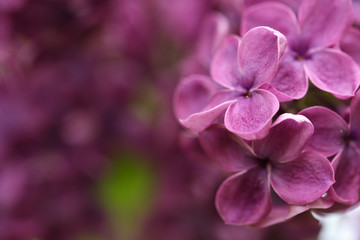 Fototapeta na wymiar Beautiful blossoming lilac flowers on blurred background, closeup. Space for text
