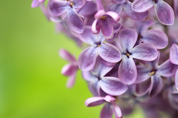 Naklejka na ściany i meble Beautiful blossoming lilac flowers on color background, closeup. Space for text