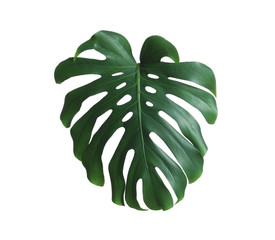 Green fresh monstera leaf isolated on white. Tropical plant © New Africa