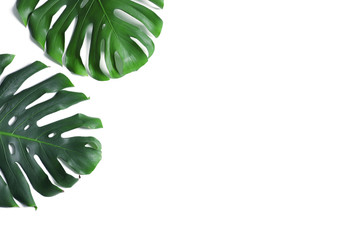 Grüne frische Monsterablätter auf weißem Hintergrund, Draufsicht. Tropische Pflanze