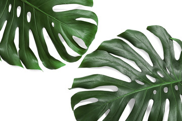 Green fresh monstera leaves on white background, top view. Tropical plant