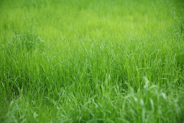 Obraz na płótnie Canvas Natural green blurred grass background