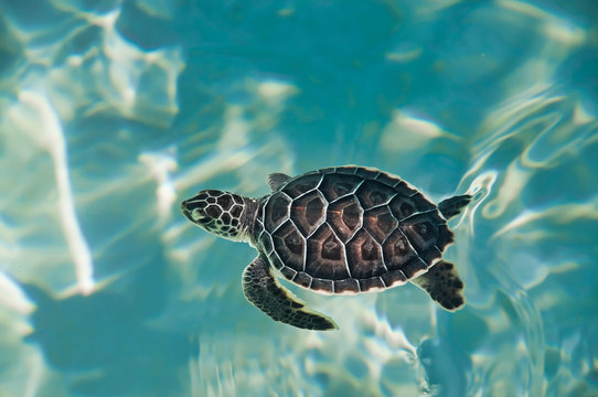 394 Best Tortuga Marina Images Stock Photos Vectors Adobe Stock