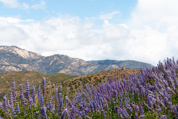 Rose Valley in Los Padres National Forest during Spring