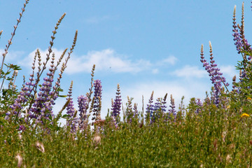 Rose Valley in Los Padres National Forest during Spring