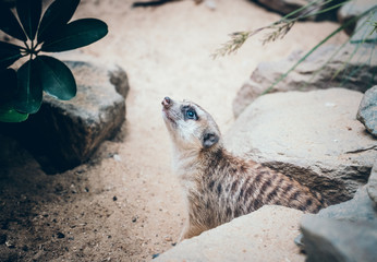 erdmännchen im zoo