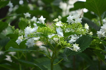 紫陽花