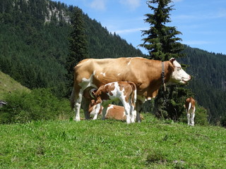 Fototapeta na wymiar mother cow and calf at an alpine meadow at Brander Alm near Ruhpolding, bavarian alps, Germany