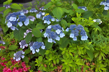 紫陽花