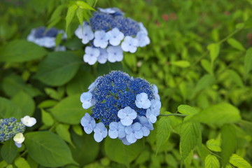 紫陽花