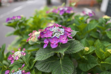 紫陽花