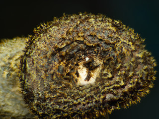 poisonous black spotted mushroom poisonous mushroom in Asia