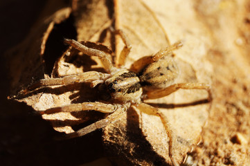 A huge spider on the leaves waiting for his prey