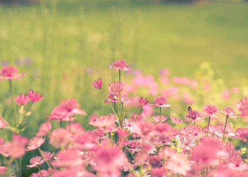 Wild Flower medows on a late spring day.