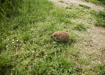 Cute little hedgehog in the grass