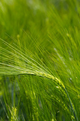 Detail of the green Barley Spike