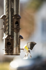 bird on feeder