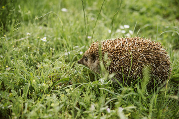 Cute little hedgehog in the grass