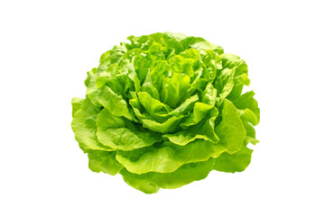 Green trocadero lettuce salad head