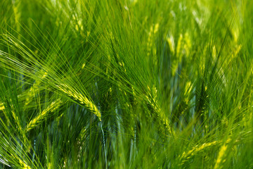 Detail of the green Barley Spike