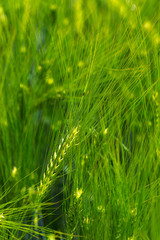 Detail of the green Barley Spike