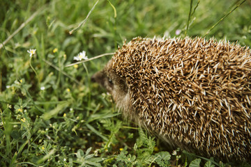 Cute little hedgehog in the grass © Dragica