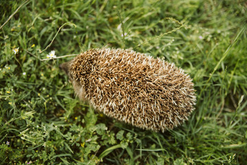 Cute little hedgehog in the grass
